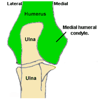 Humerus Condyle