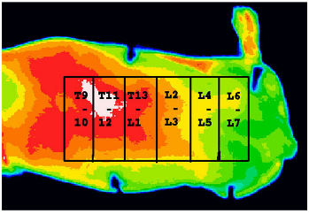 Infrared Image of Back of Dog With IDD