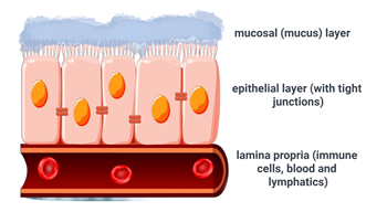 Intestinal Barrier