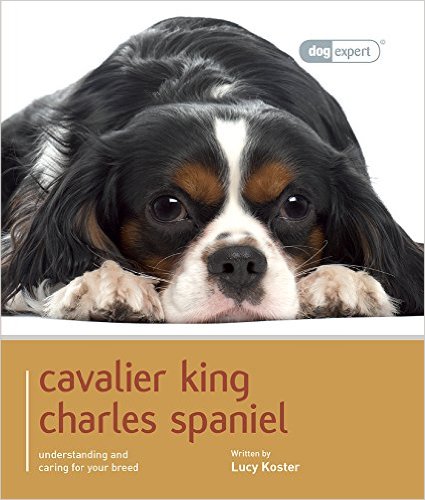 Cavalier King Charles Spaniel by Lucy Koster