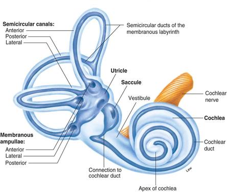 The Vestibular Labyrinth