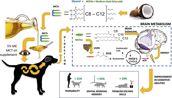 Medium-chain triglycerides at 9% caloric intact improved cognition