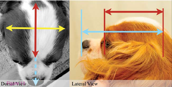 Measuring CKCS's Cephalic Index