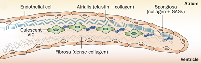 Mitral valve leaflet diagram