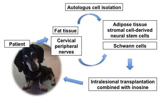 Dr. Olby's Hypothesis for Stem Cell Research