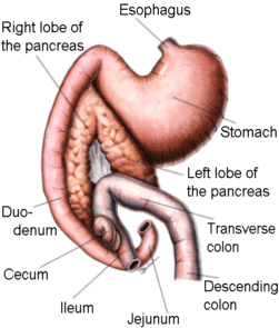 Pancreas, from Veterinary Partners