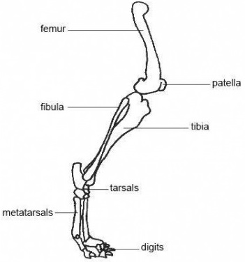 Canine rotule Schéma