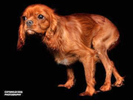 Hind leg held up