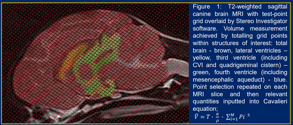 Three-dimensional estimation of brain ventricular system volume in brachycephalic dogs