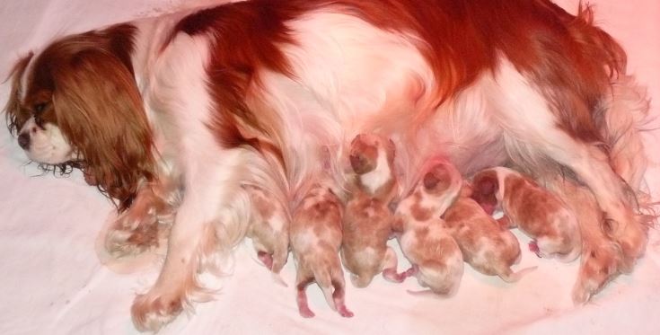 Gestation Period For Cavalier King Charles Captions Trendy
