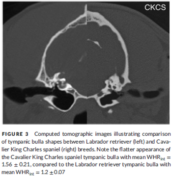 Labrador & CKCS Tympanic Bullae Comparison