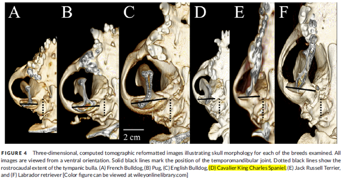 Comparison of tympanic bullae