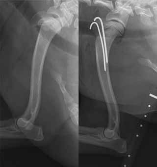 CKCS with humerus physeal fracture
