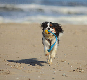 Sandy beach