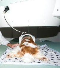 Cavalier Undergoing MRI Scan