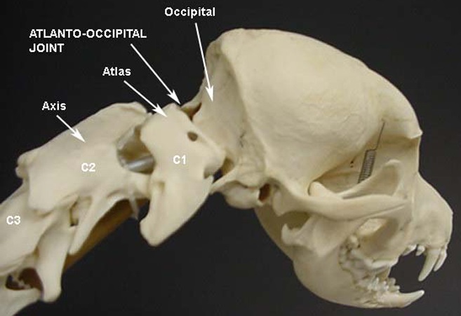 Joint between atlas and occipital bone