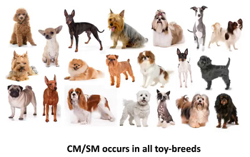 CM/SM affected toy breeds