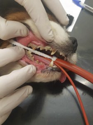 Teeth Cleaning - Cavalier