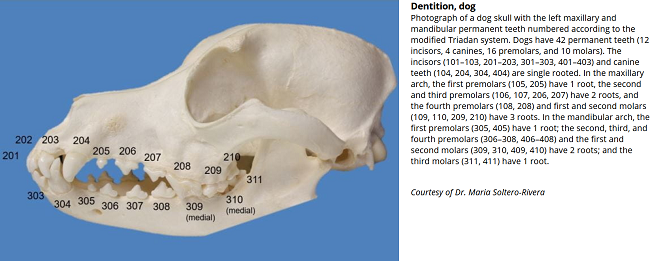 Dentition of a Dog