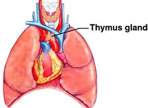 Thymus Gland