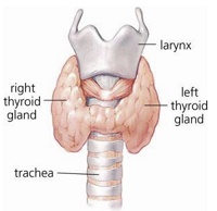 Thyroid Diagram