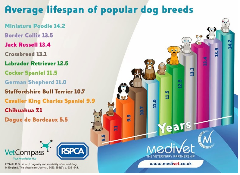 Dog Life Expectancy Chart By Weight